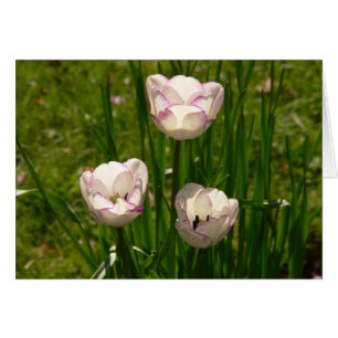 3 tulipe rose-blanc