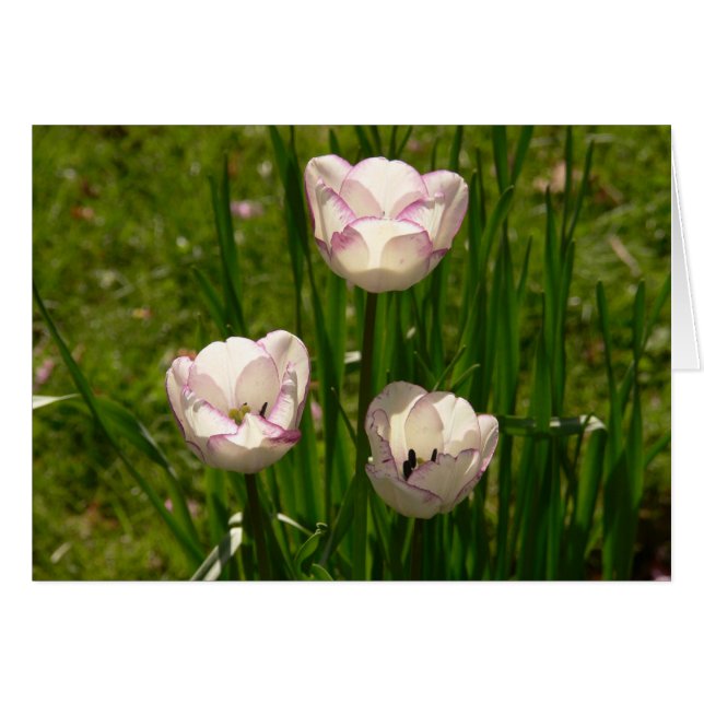 3 tulipe rose-blanc (Devant horizontal)