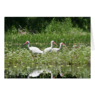 3 white ibis