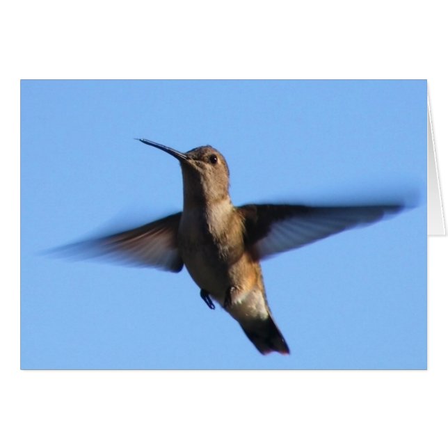 3aJ Hummingbird vole dans un ciel bleu (Devant horizontal)