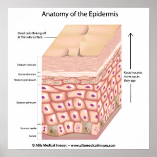 3d anatomy of the epidermis Poster