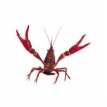 3D Crawfish Ornament Photo Sculpture Ornament<br><div class="desc">3D Crawfish Ornament</div>