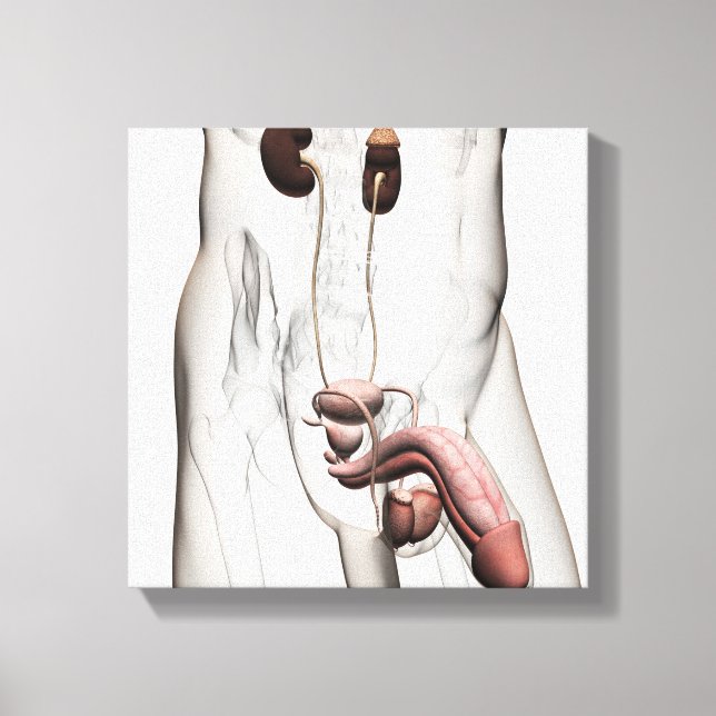 3D Illustration Of Male Reproductive System 1 Canvas Print (Front)