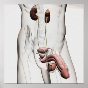 3D Illustration Of Male Reproductive System 1 Poster