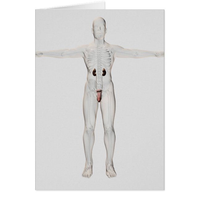 3D Illustration Of Male Reproductive System 2 (Front)