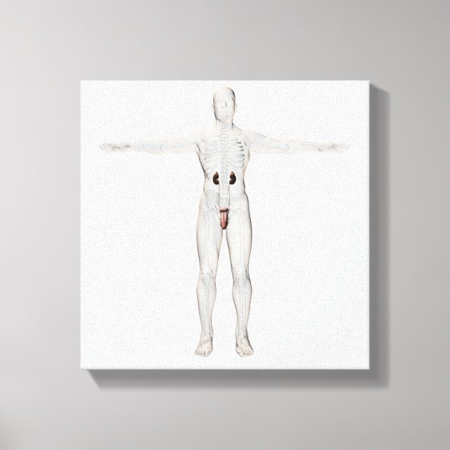 3D Illustration Of Male Reproductive System 2 Canvas Print (Front)