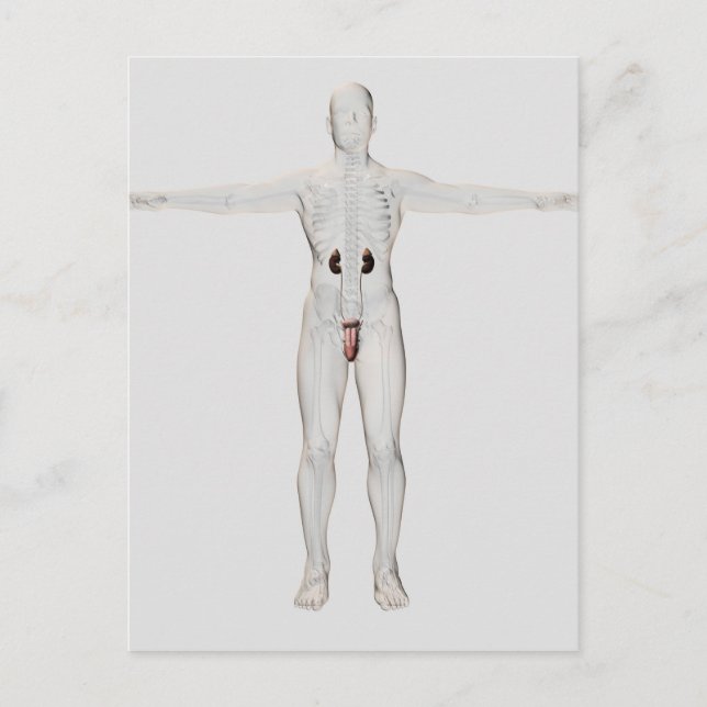 3D Illustration Of Male Reproductive System 2 Postcard (Front)