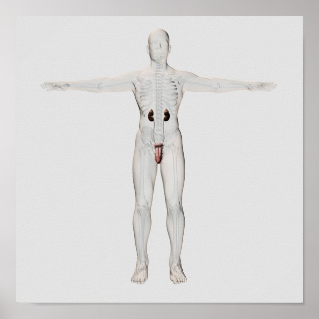 3D Illustration Of Male Reproductive System 2 Poster (Front)