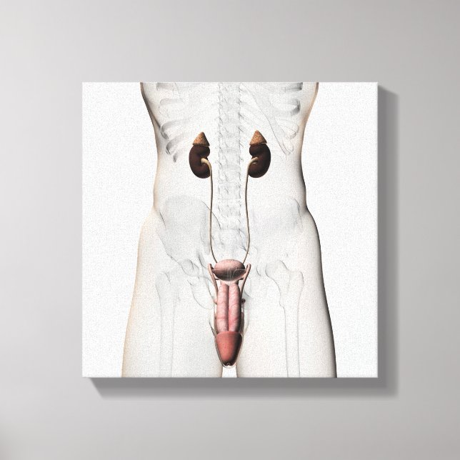 3D Illustration Of Male Reproductive System 3 Canvas Print (Front)