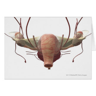 3d model of the female reproductive system