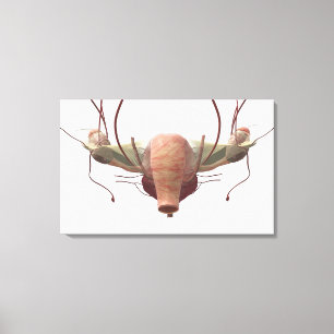 3d model of the female reproductive system canvas print