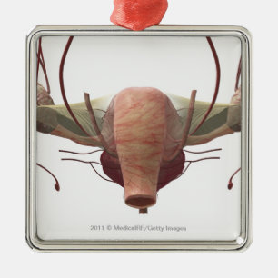 3d model of the female reproductive system metal ornament
