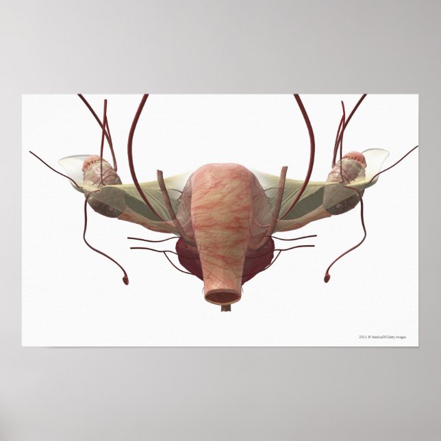 3d model of the female reproductive system poster (Front)