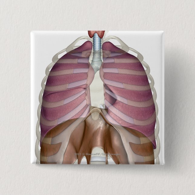 3d rendering of the respiratory system 2 inch square button (Front)