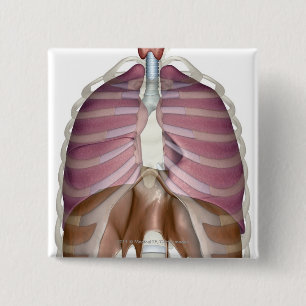 3d rendering of the respiratory system 2 inch square button