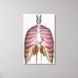 3d rendering of the respiratory system canvas print