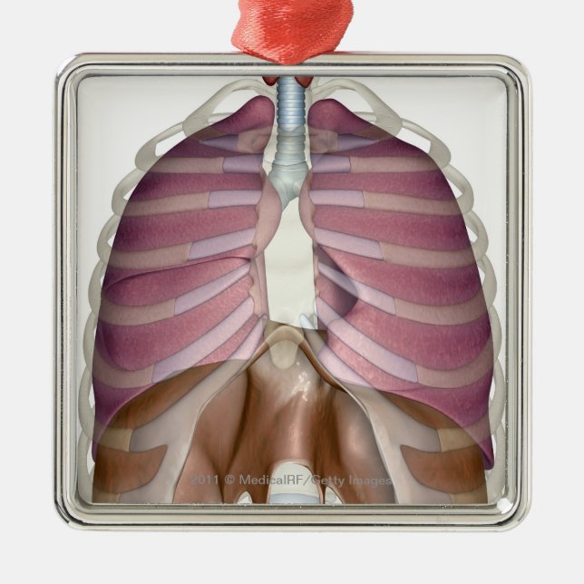 3d rendering of the respiratory system metal ornament (Front)