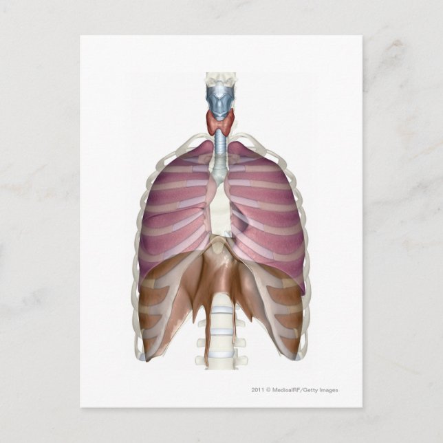 3d rendering of the respiratory system postcard (Front)