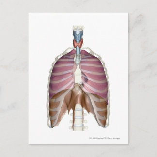 3d rendering of the respiratory system postcard