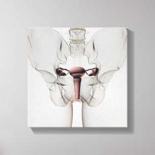 3D View Of Female Reproductive System Canvas Print