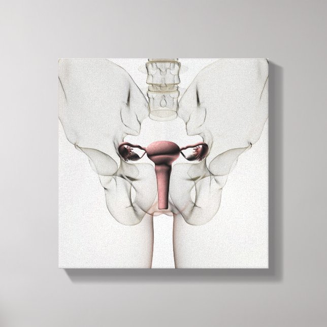 3D View Of Female Reproductive System Canvas Print (Front)