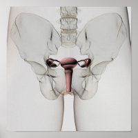 3D View Of Female Reproductive System