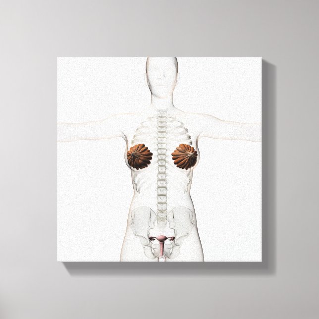 3D View Of The Female Reproductive System Canvas Print (Front)