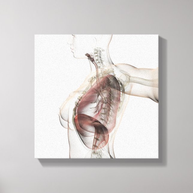 3D View Of The Female Respiratory System 2 Canvas Print (Front)