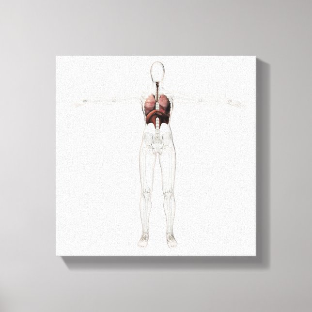 3D View Of The Female Respiratory System Canvas Print (Front)