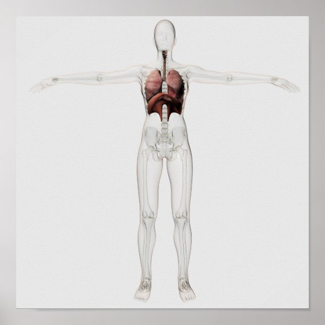 3D View Of The Female Respiratory System Poster (Front)