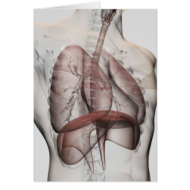 3D View Of The Male Respiratory System (Front)