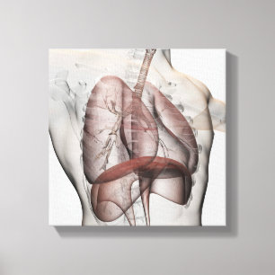 3D View Of The Male Respiratory System Canvas Print