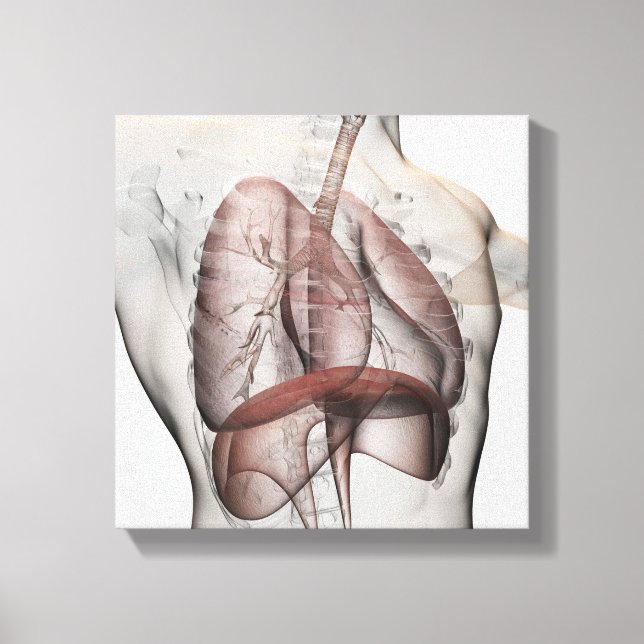 3D View Of The Male Respiratory System Canvas Print (Front)