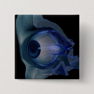 3d wireframe of the eye muscles in a socket 2 inch square button