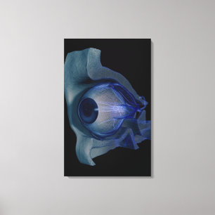 3d wireframe of the eye muscles in a socket canvas print