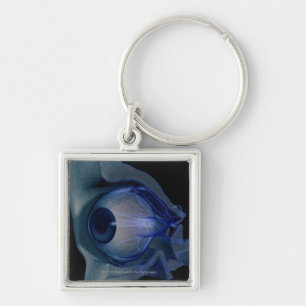 3d wireframe of the eye muscles in a socket keychain