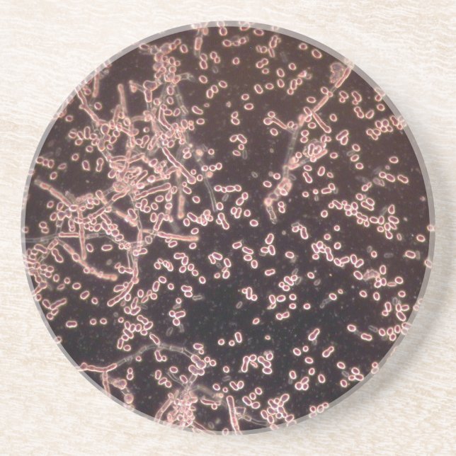 3D Yeast microscopic wet mount Coaster (Front)