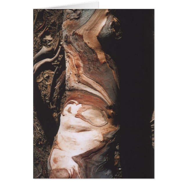 40. Bark Patterns, California (Front)