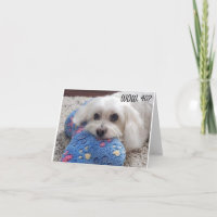 *40th BIRTHDAY* HA HA HA (FUNNY DOG HUMOR)