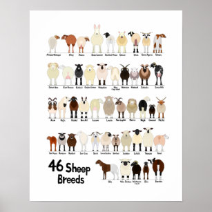 46 breeds of sheep poster