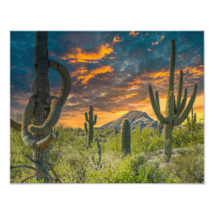 4792-2-Desert Landscape at Sunset Photo Print
