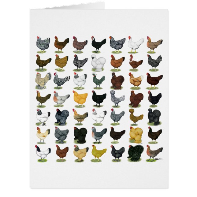 49 Chicken Hens (Front)