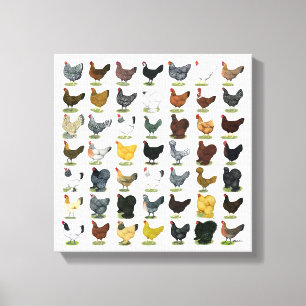 49 Chicken Hens Canvas Print