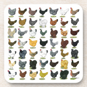49 Chicken Hens Coaster
