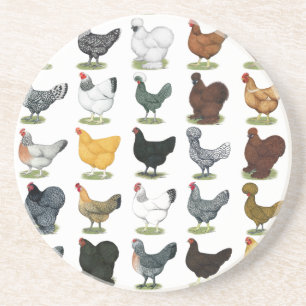 49 Chicken Hens Coaster