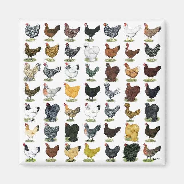 49 Chicken Hens Magnet (Front)