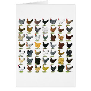 49 poules de poulet