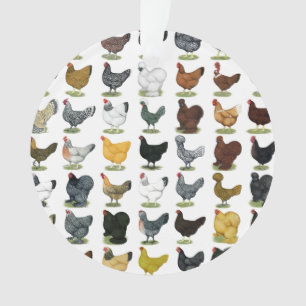 49 poules de poulet
