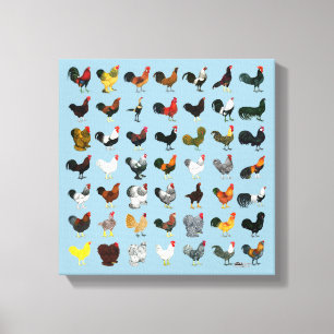 49 Roosters Canvas Print