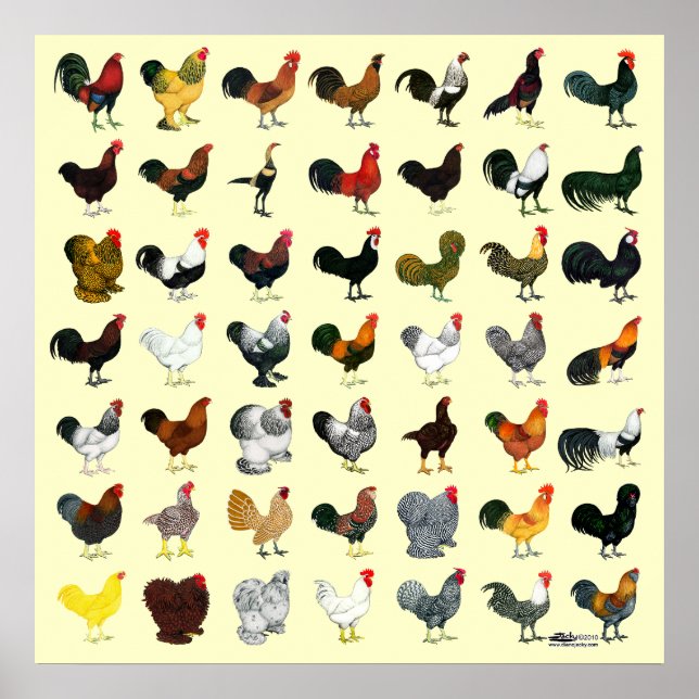 49 Roosters Poster (Front)